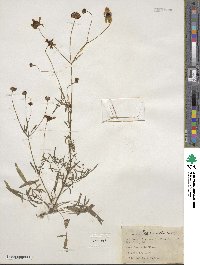 Coreopsis leavenworthii image