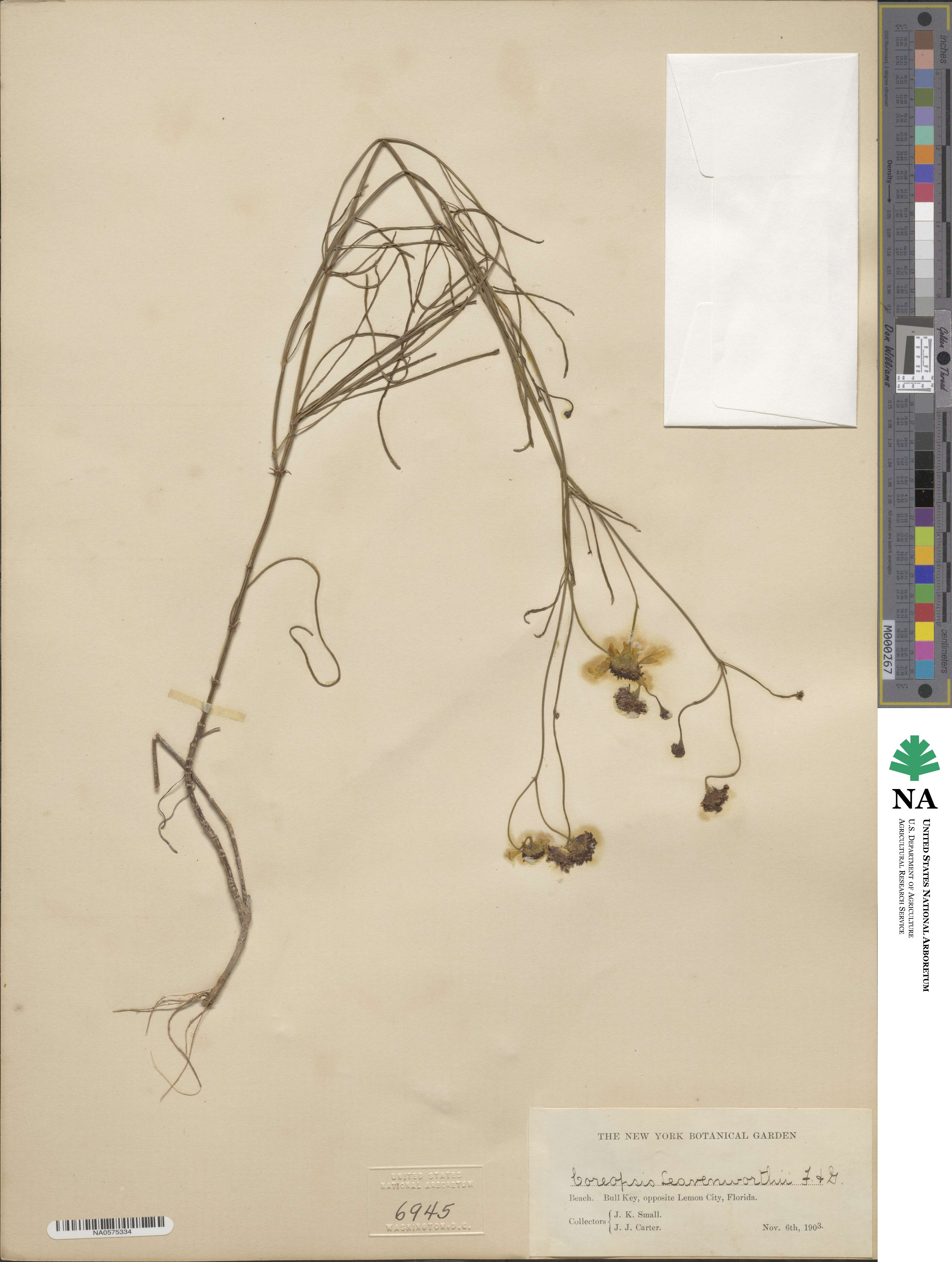 Coreopsis leavenworthii image