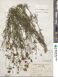 Coreopsis leavenworthii image