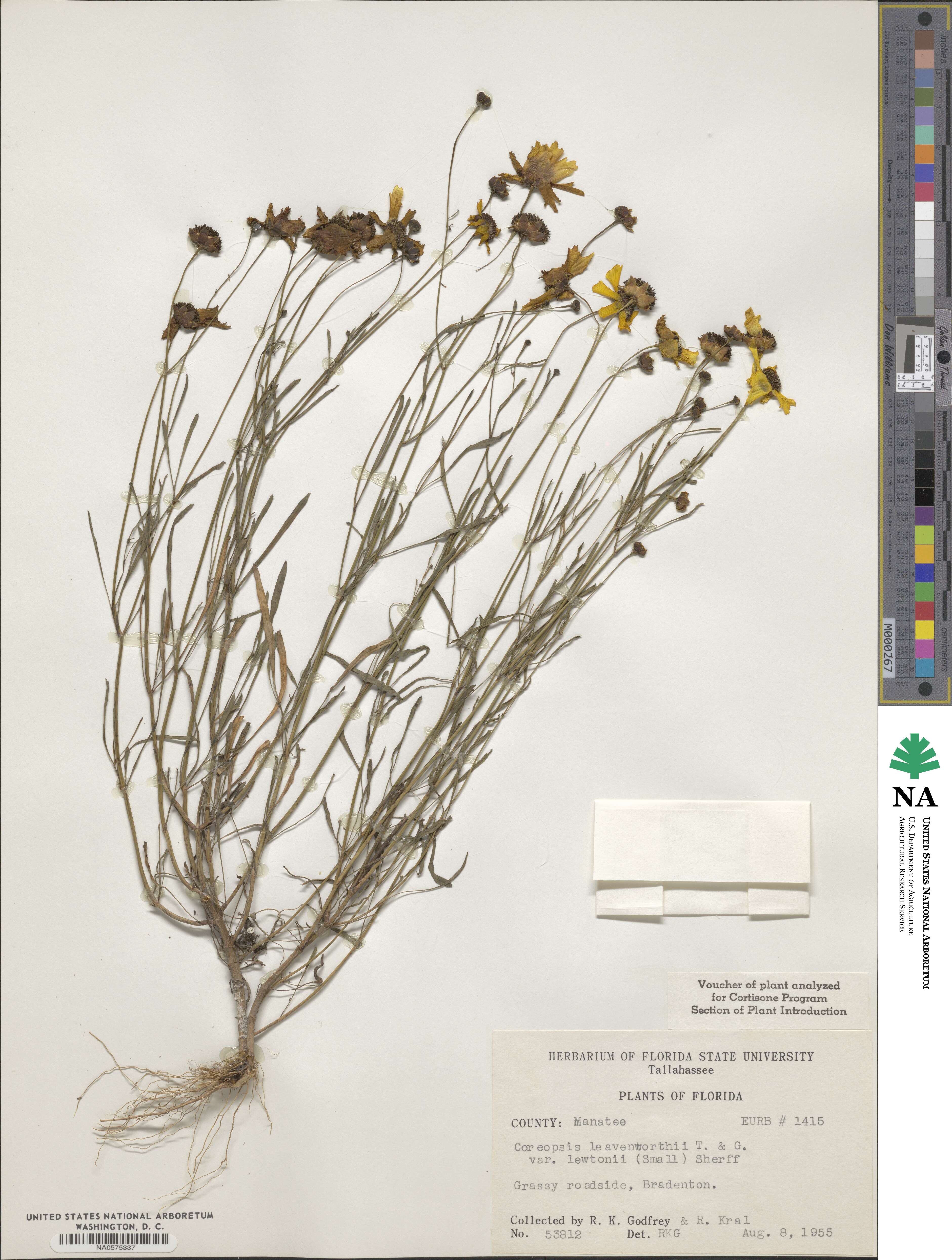 Coreopsis leavenworthii image