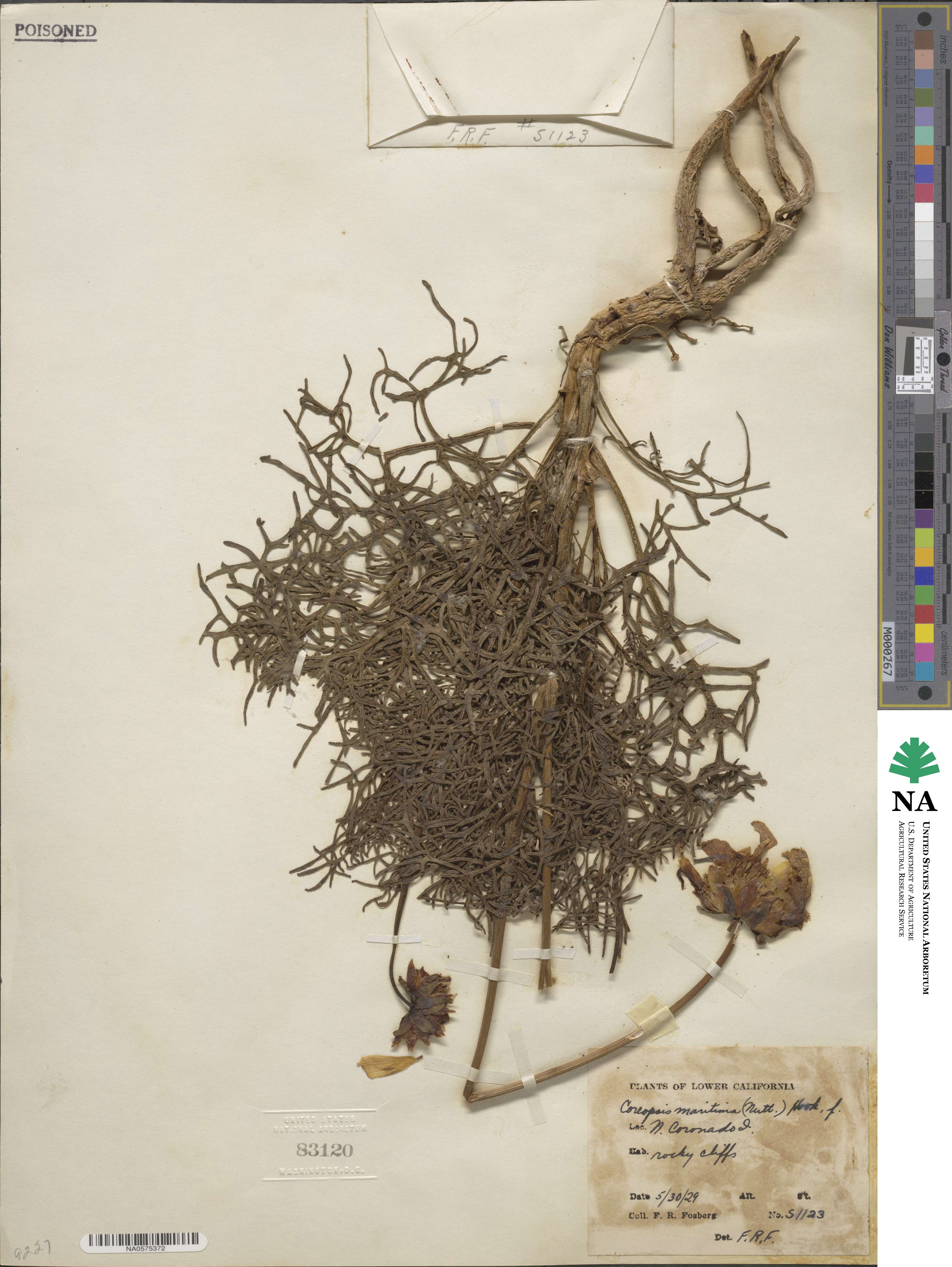 Coreopsis maritima image
