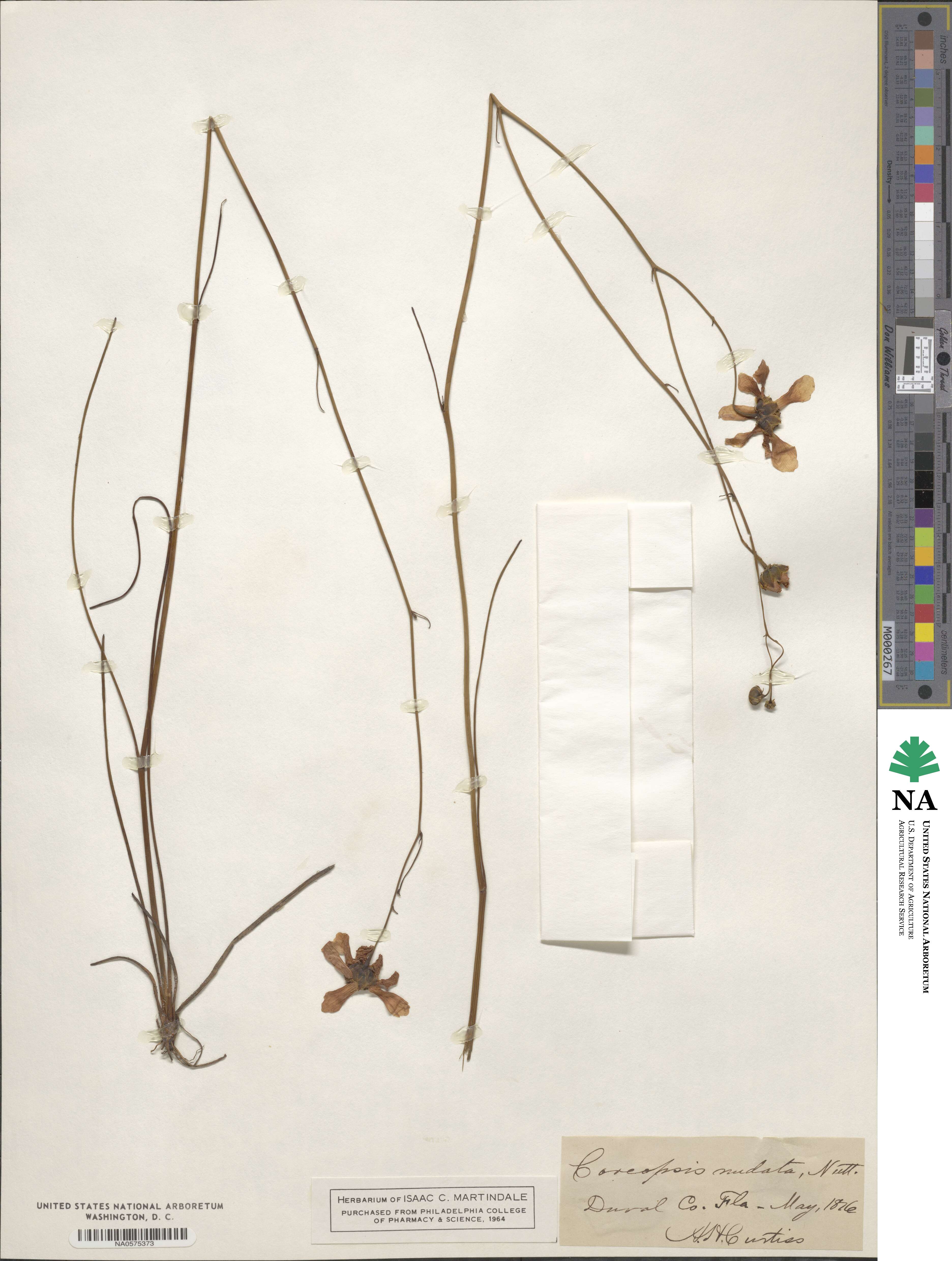 Coreopsis nudata image
