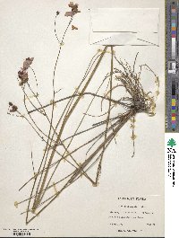 Coreopsis nudata image