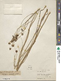 Coreopsis nudata image