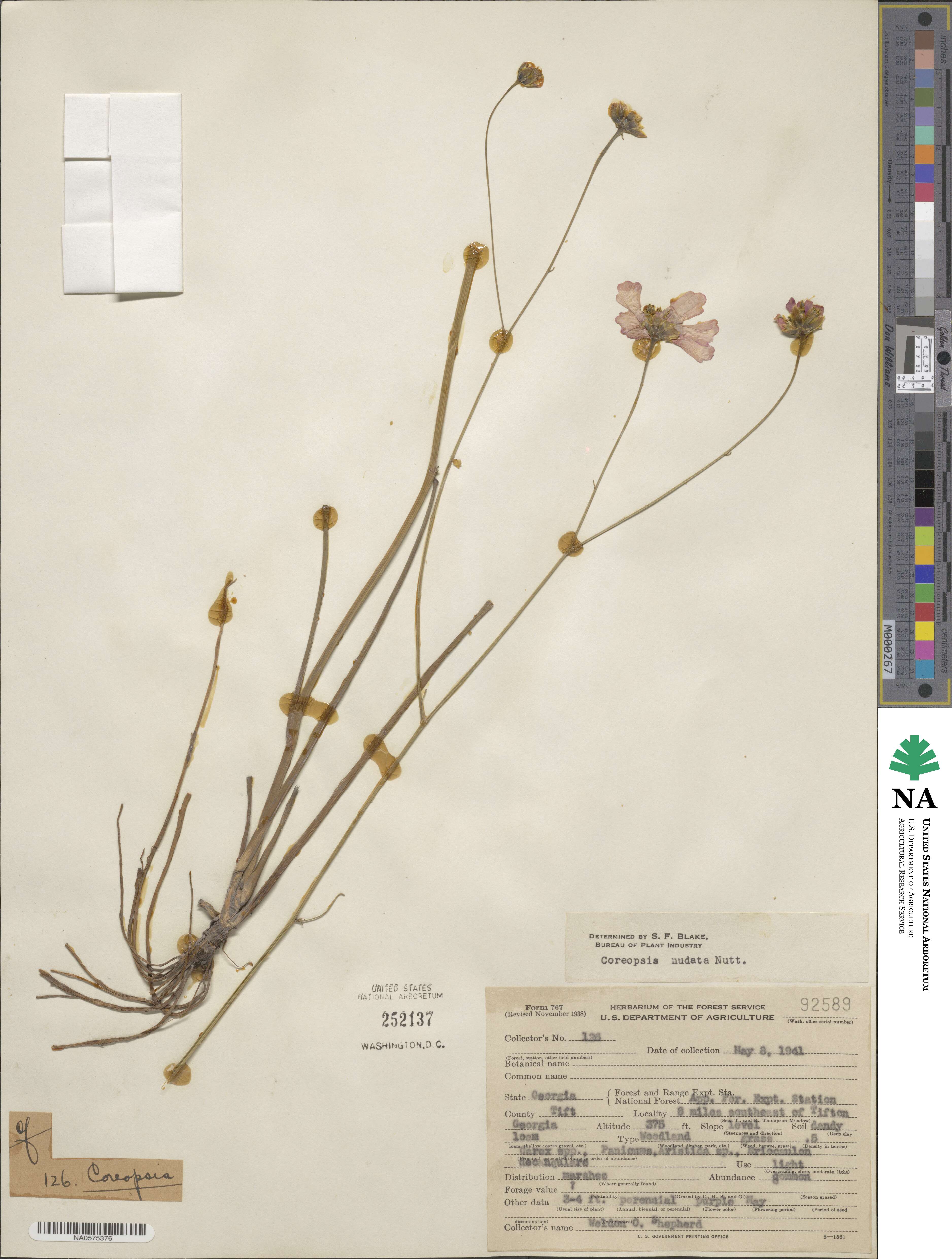 Coreopsis nudata image