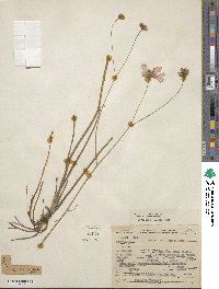 Coreopsis nudata image