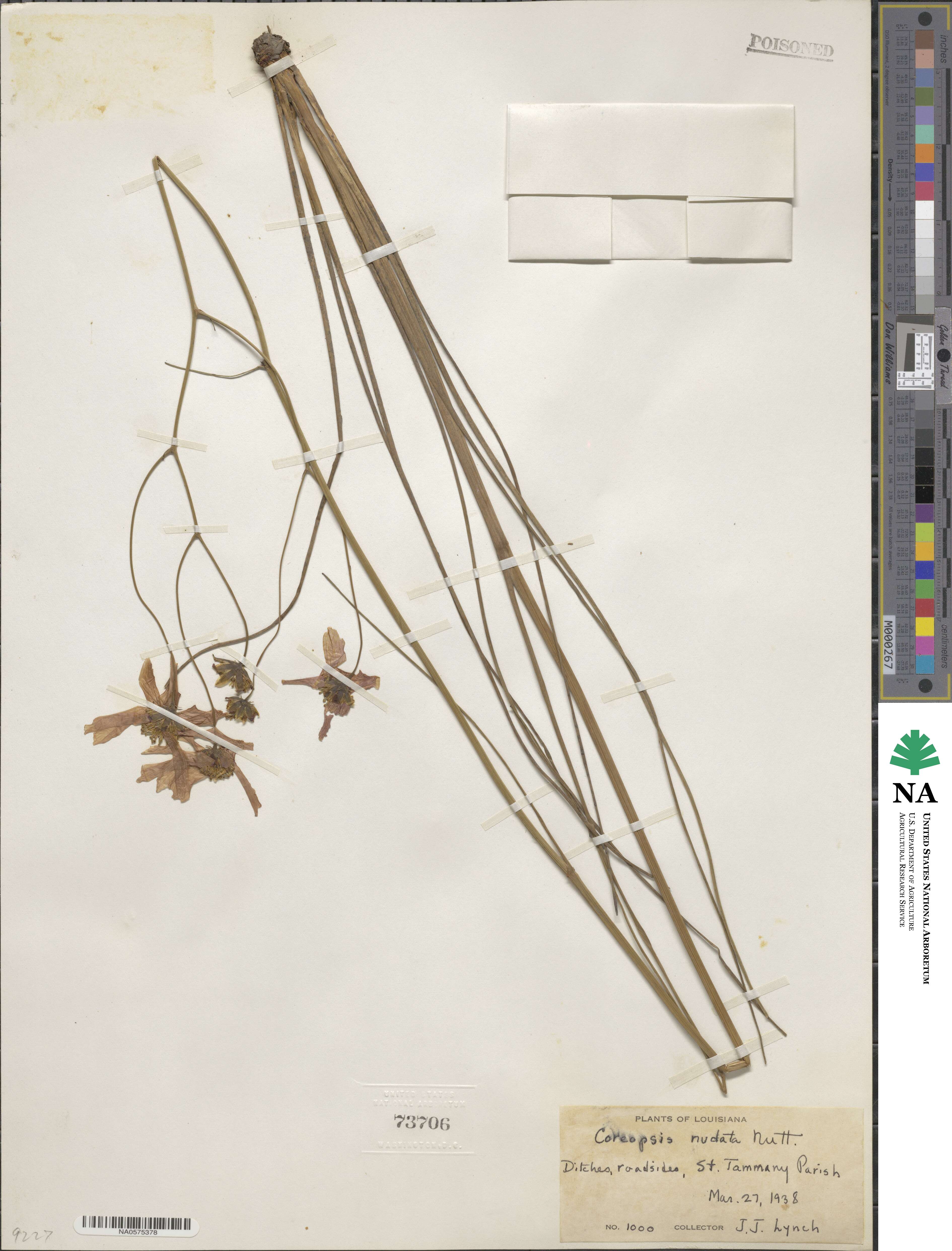 Coreopsis nudata image
