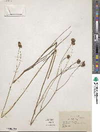 Coreopsis nudata image