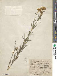 Coreopsis palmata image