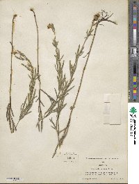 Coreopsis palmata image