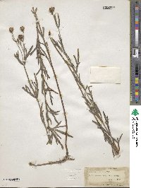 Coreopsis palmata image