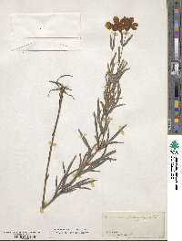 Coreopsis palmata image