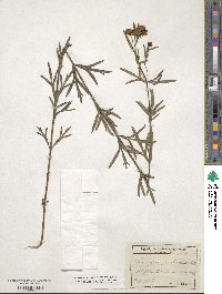 Coreopsis palmata image