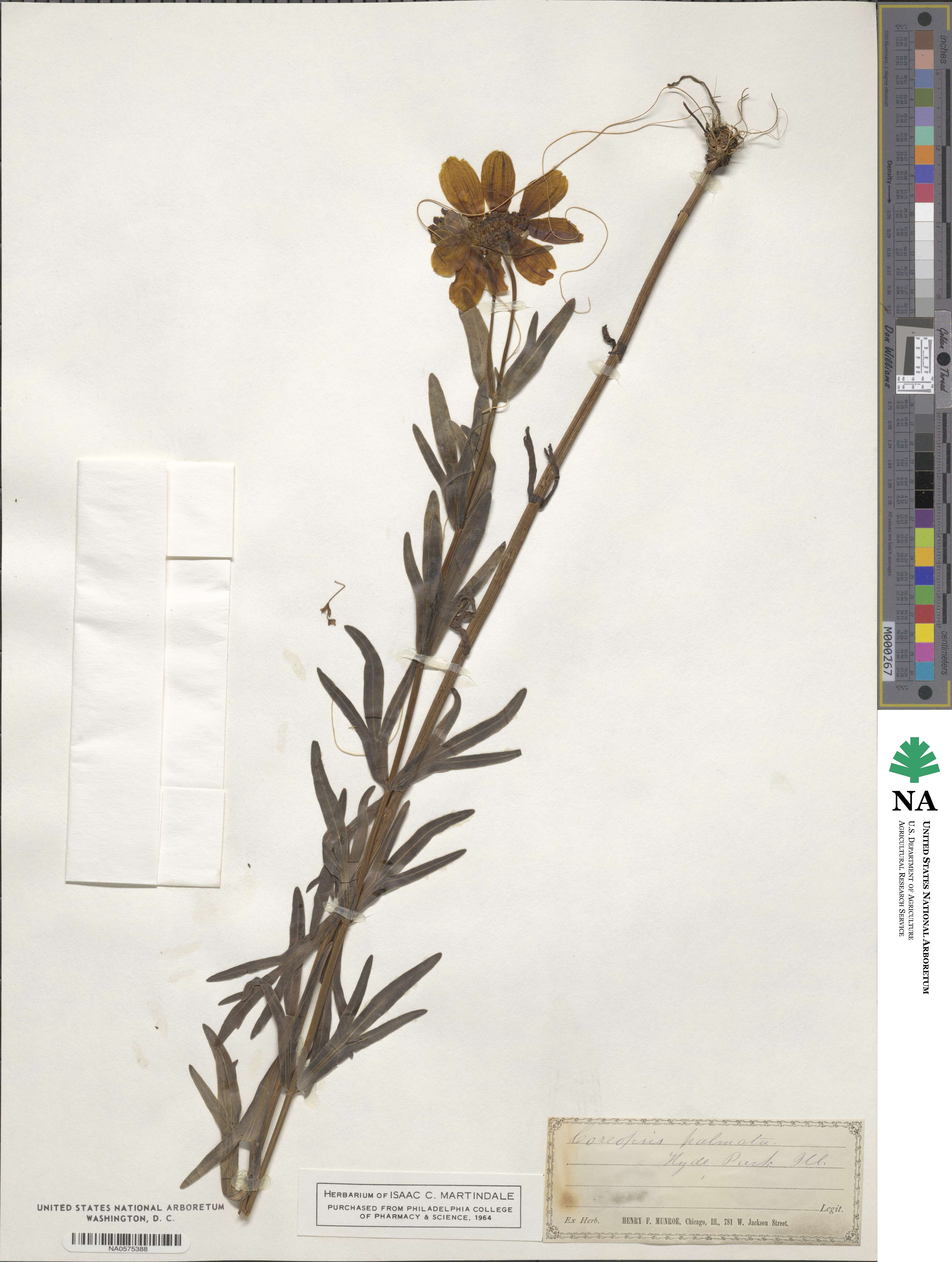 Coreopsis palmata image