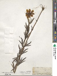 Coreopsis palmata image