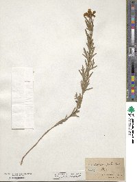 Coreopsis palmata image