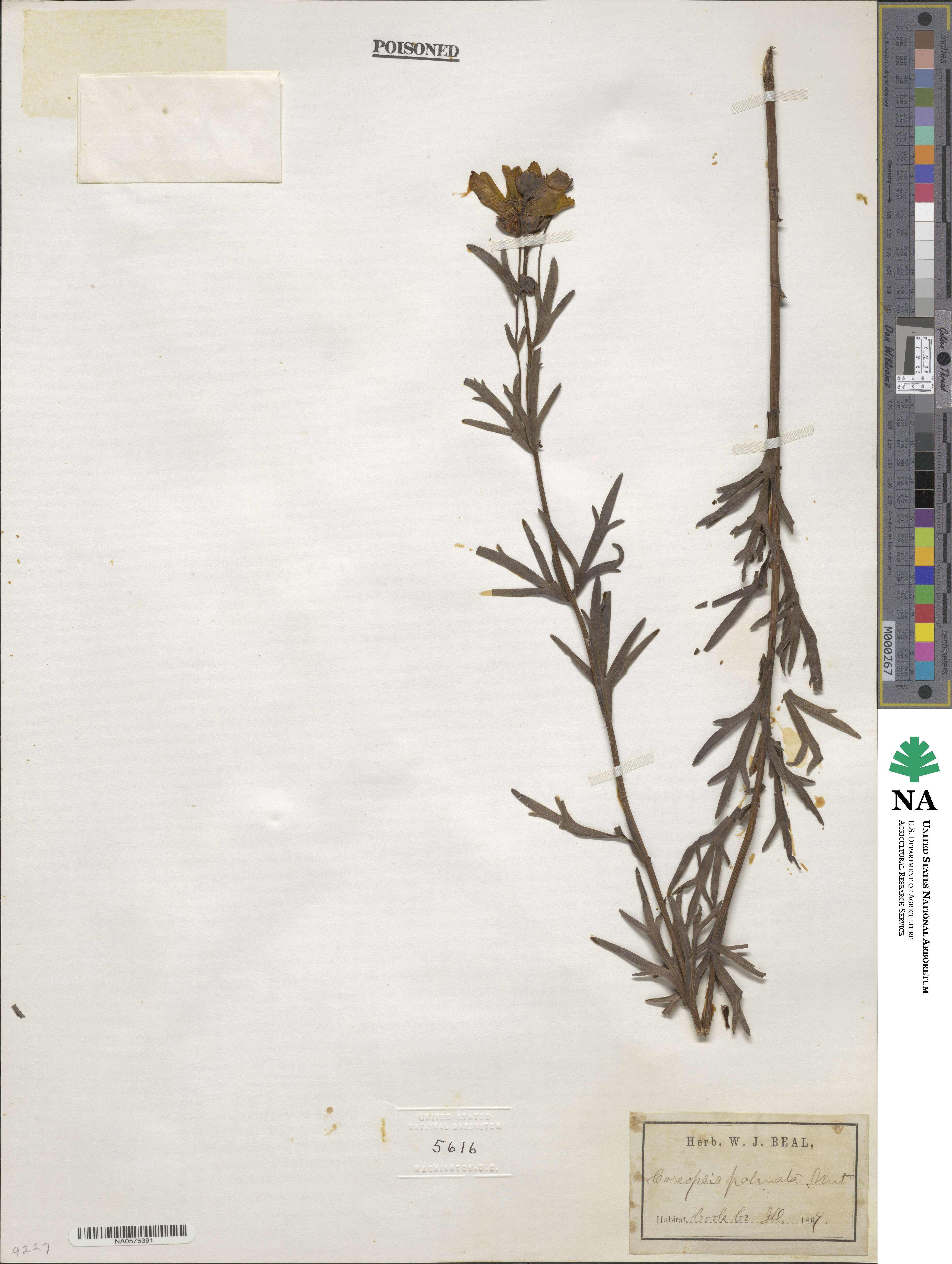 Coreopsis palmata image