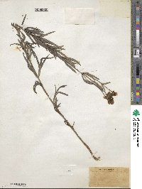 Coreopsis palmata image