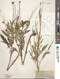 Coreopsis pubescens image