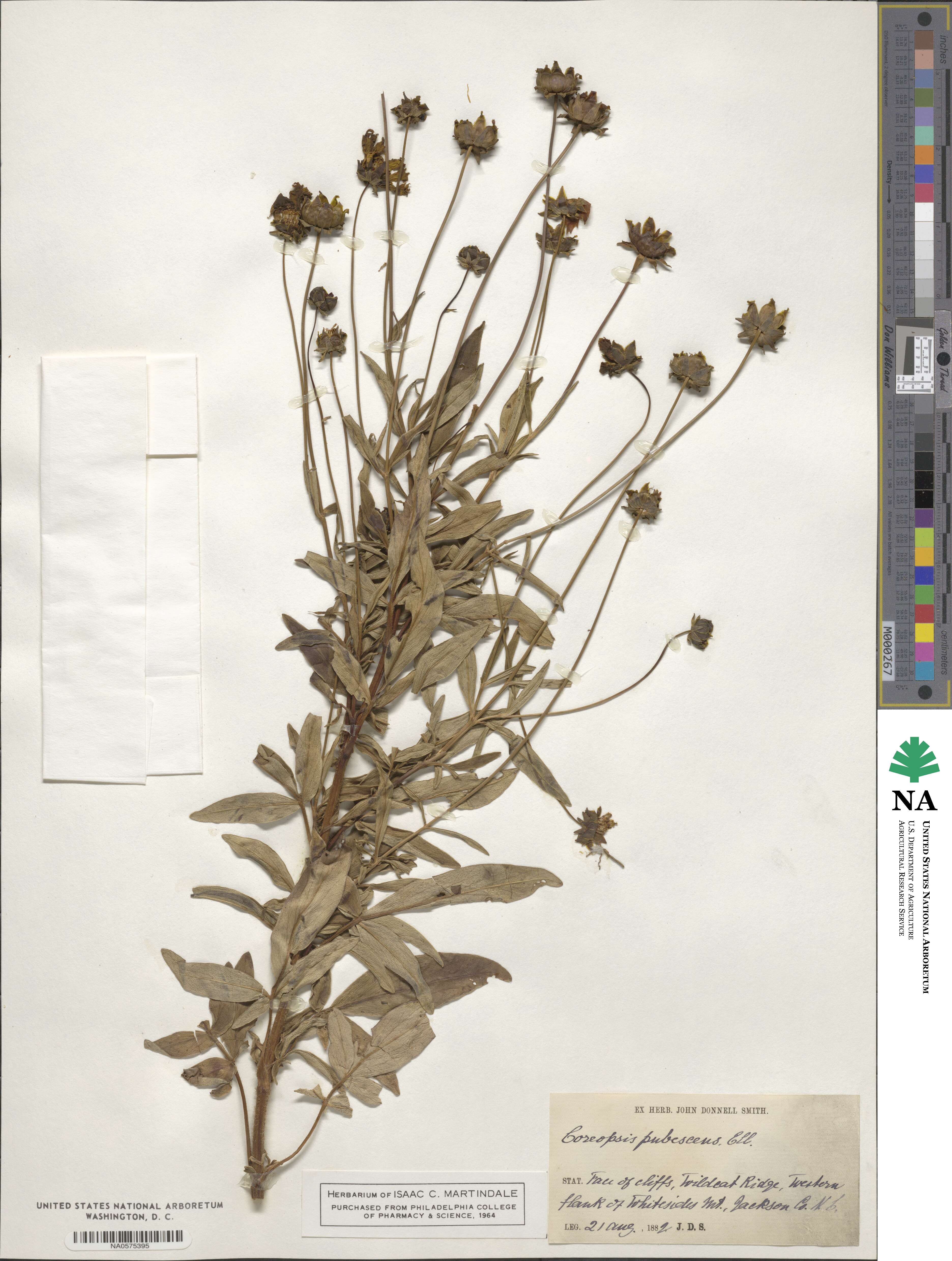 Coreopsis pubescens image