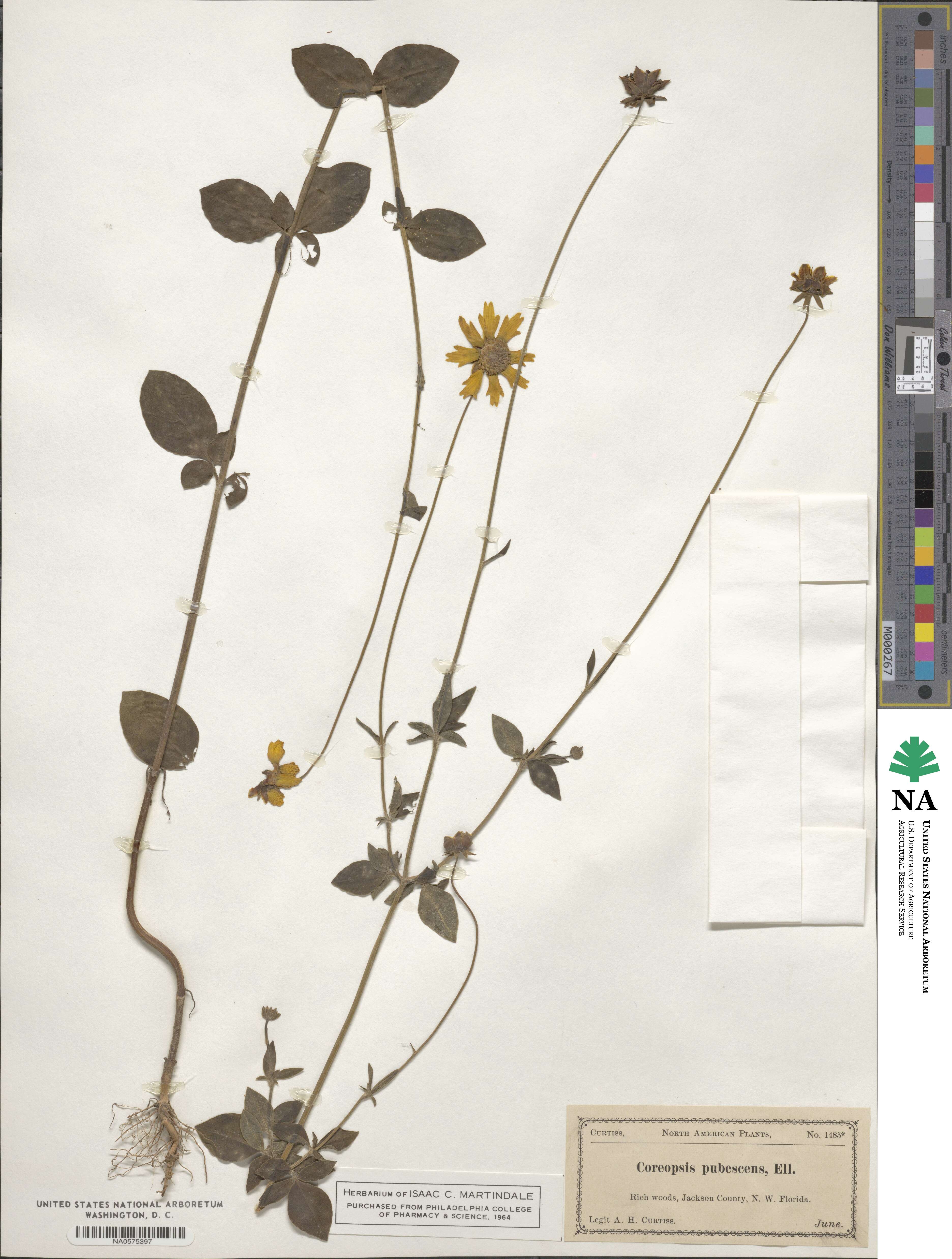 Coreopsis pubescens image