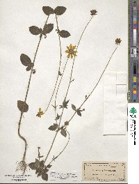 Coreopsis pubescens image