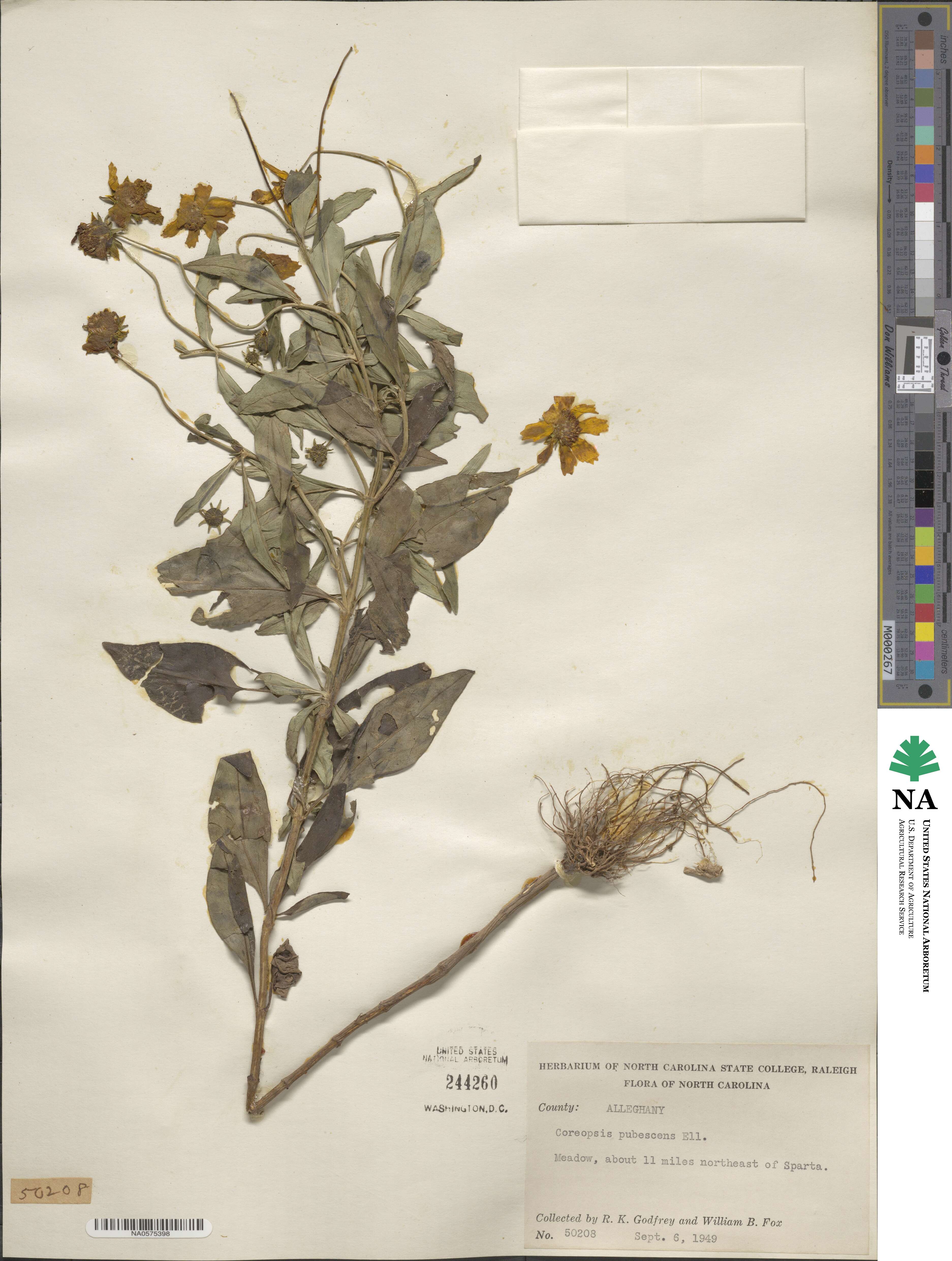 Coreopsis pubescens image