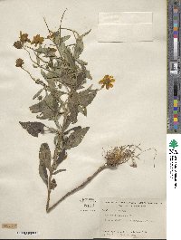 Coreopsis pubescens image