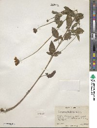 Coreopsis pubescens image