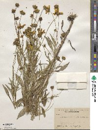 Coreopsis pubescens image