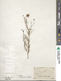 Coreopsis rosea image