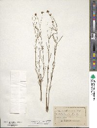 Coreopsis rosea image