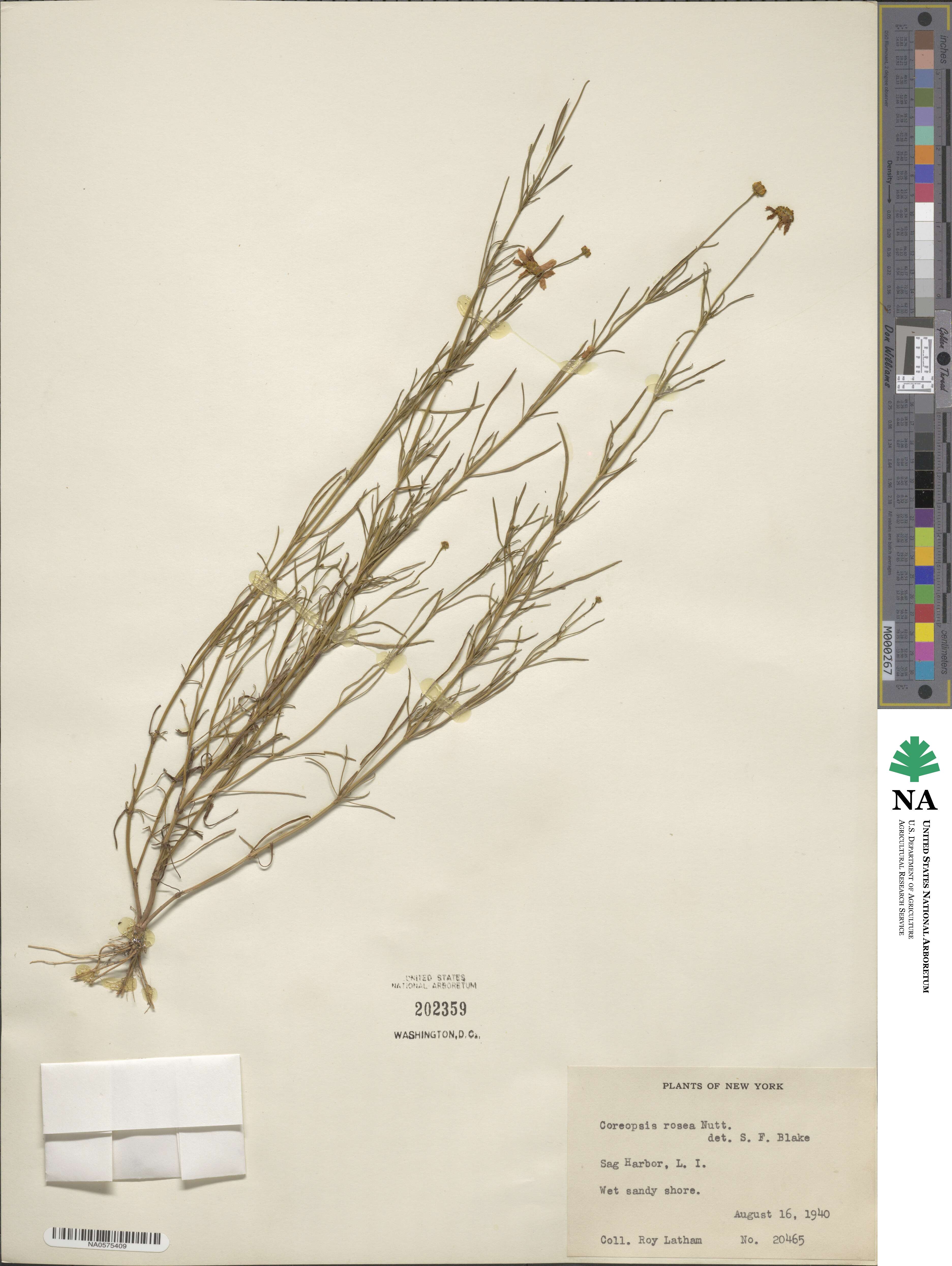 Coreopsis rosea image
