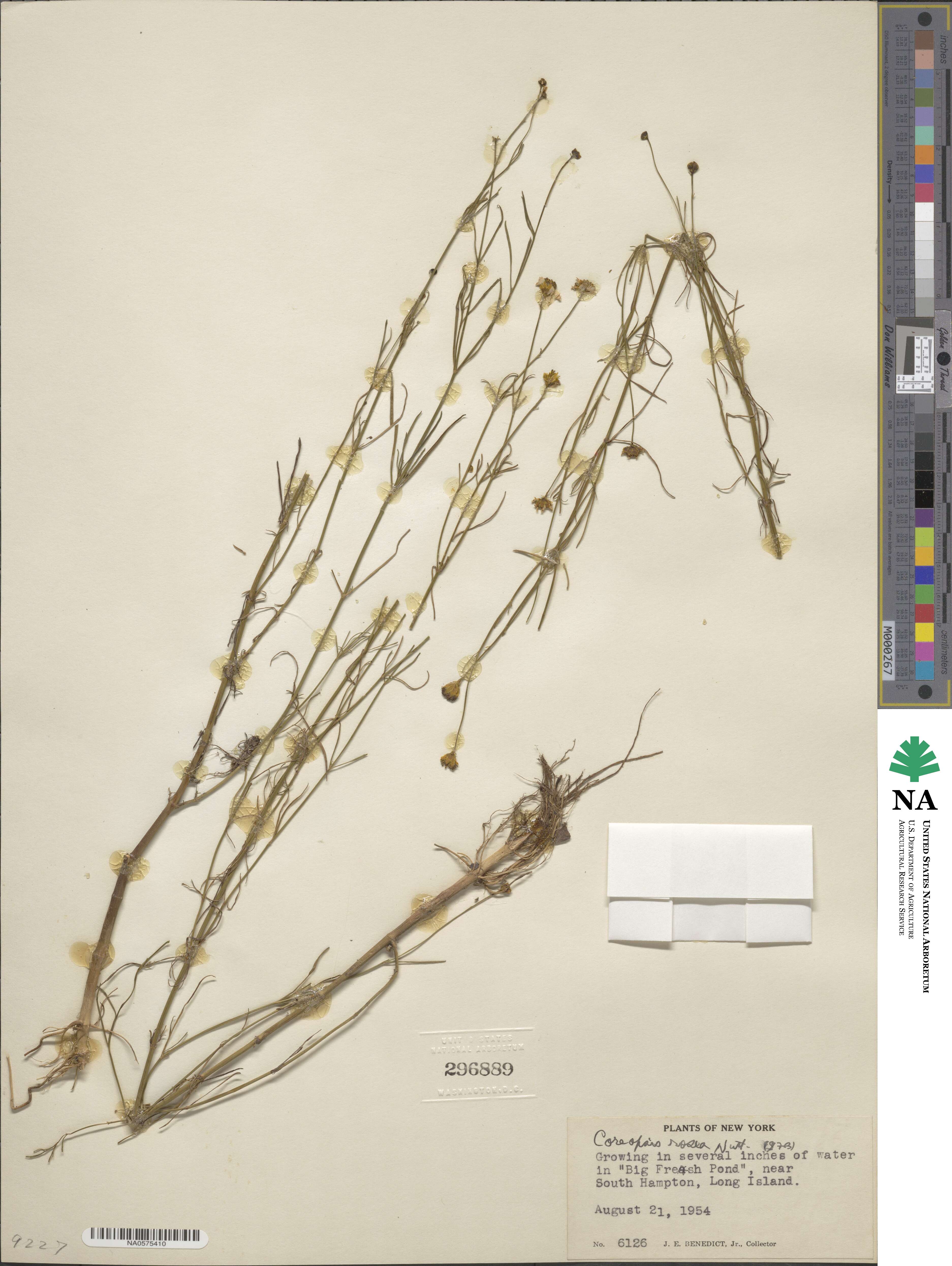 Coreopsis rosea image