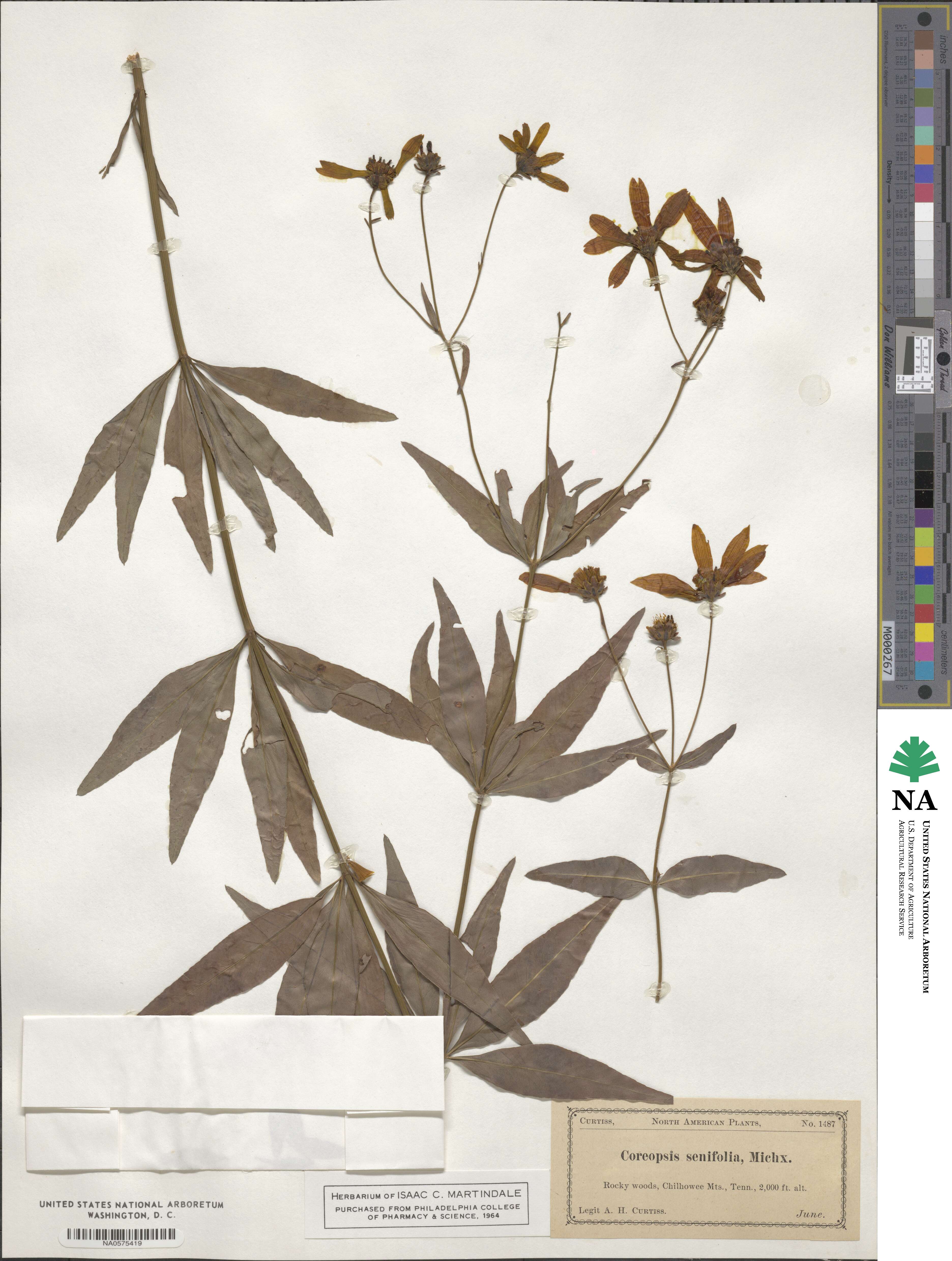 Coreopsis major image
