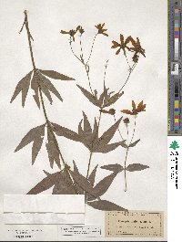 Coreopsis major image