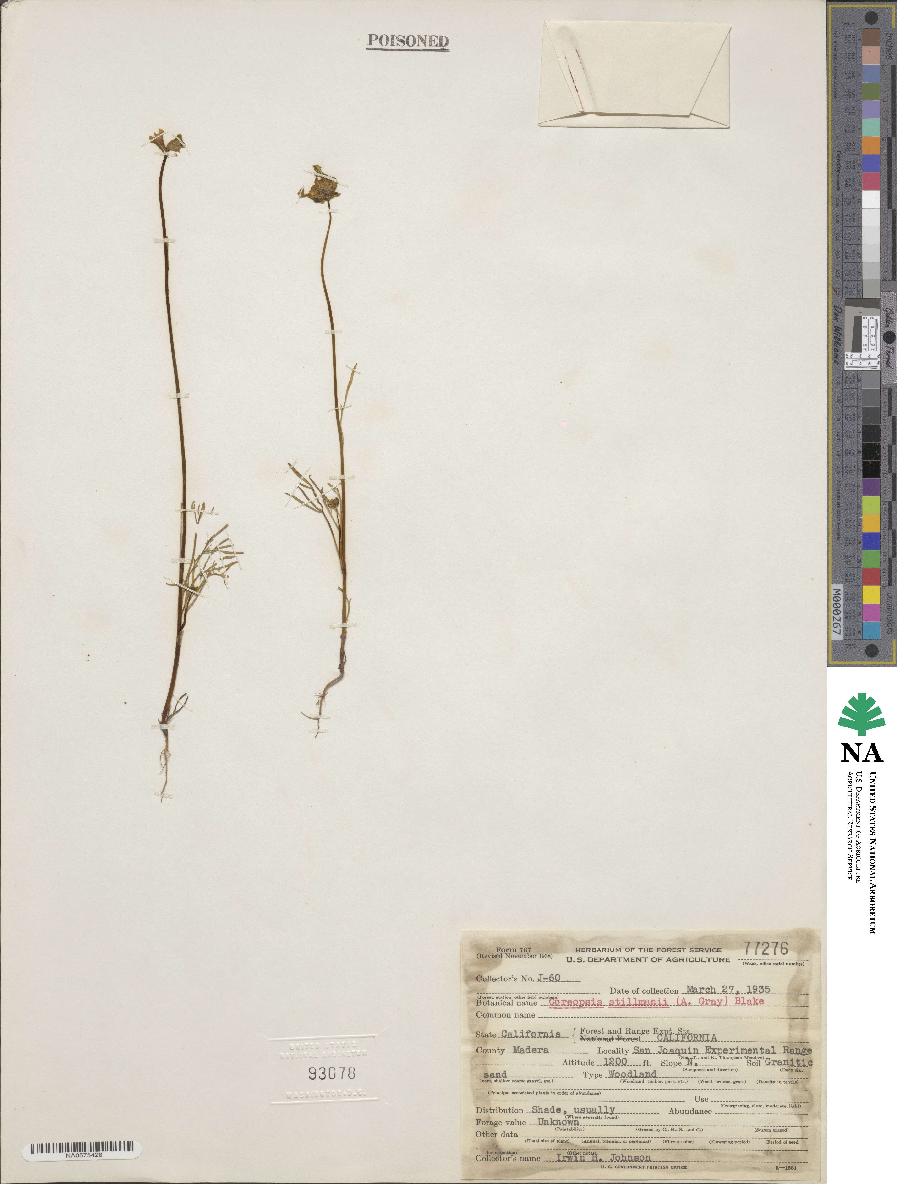 Coreopsis stillmanii image