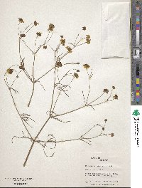 Coreopsis tinctoria image