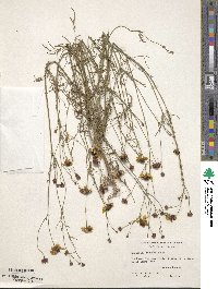 Coreopsis tinctoria image