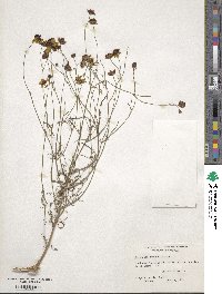 Coreopsis tinctoria image