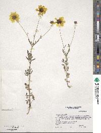 Coreopsis tinctoria image