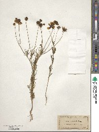 Coreopsis tinctoria image