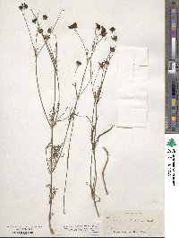 Coreopsis tinctoria image