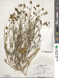 Coreopsis tinctoria image