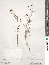 Coreopsis tinctoria image