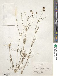 Coreopsis tinctoria image