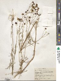 Coreopsis tinctoria image