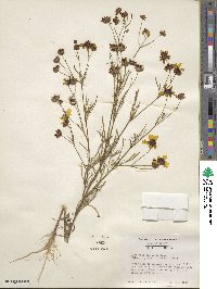 Coreopsis tinctoria image