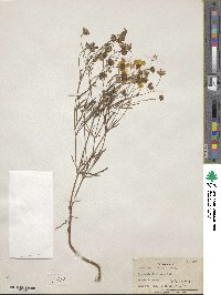 Coreopsis tinctoria image