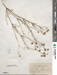 Coreopsis tinctoria image